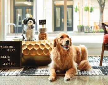 Hotel Concept: Pet friendly ξενοδοχεία