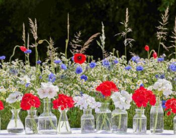 2026_Geraniums_1000_A_Country_Day_Out_12 (1)